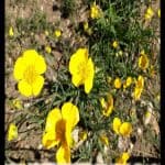 Ranunculus gramineus