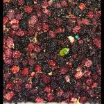 Red Mulberry