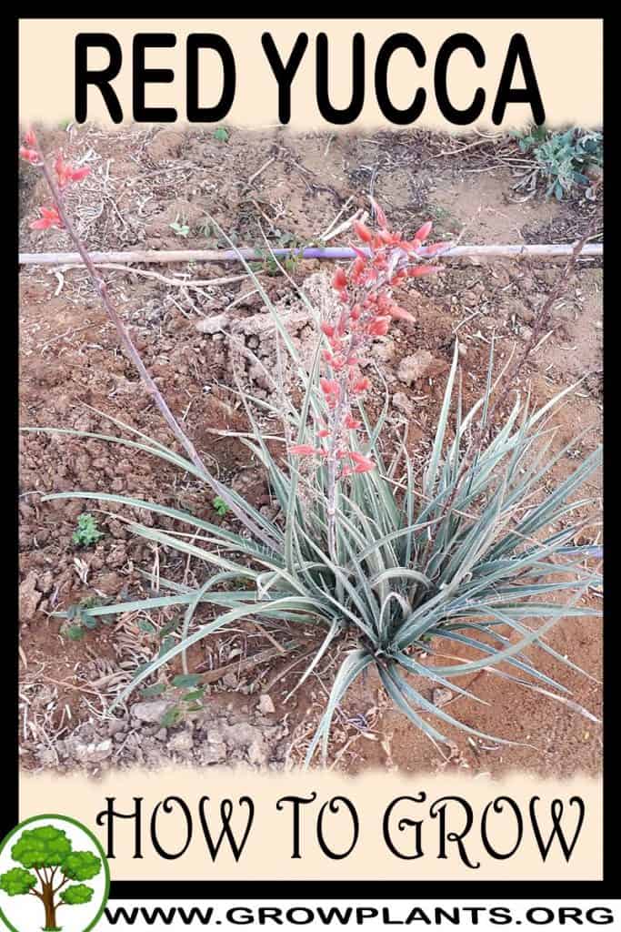 Red yucca