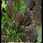Red mustard