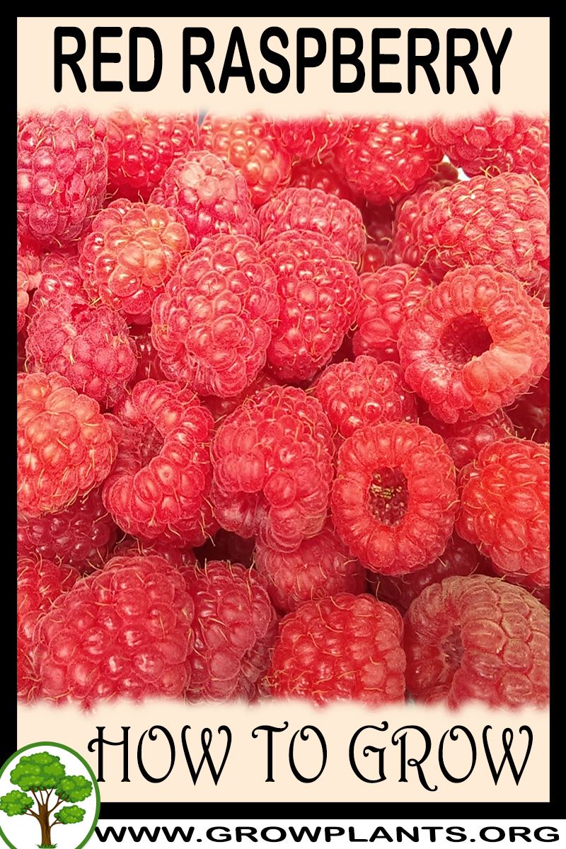 How to grow Red raspberry plant