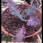 Redbor Kale
