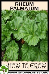 How to grow Rheum palmatum