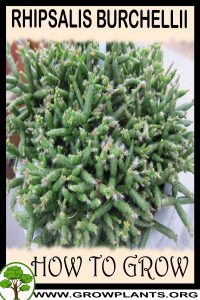 How to grow Rhipsalis burchellii