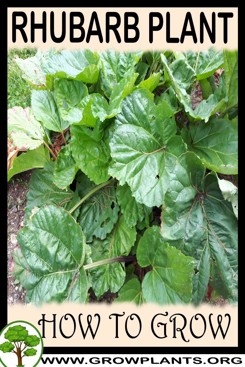 How to grow Rhubarb plant