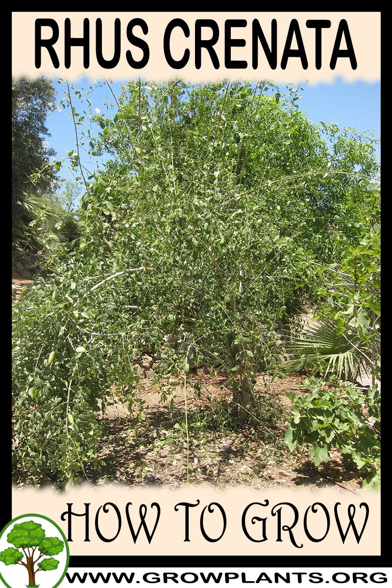 How to grow Rhus crenata