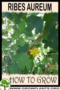 How to grow Ribes aureum