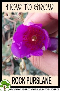 How to grow Rock Purslane