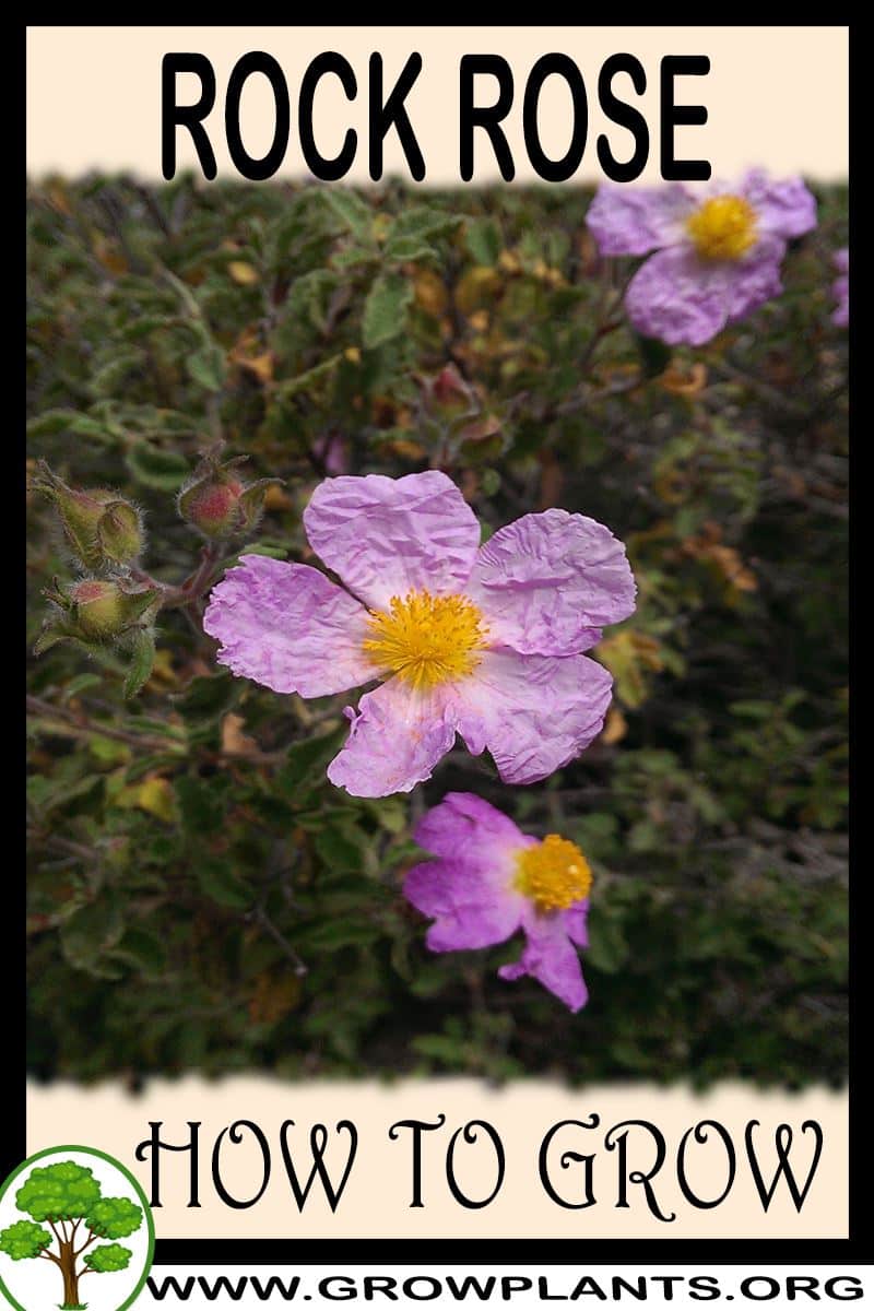 How to grow Rock rose