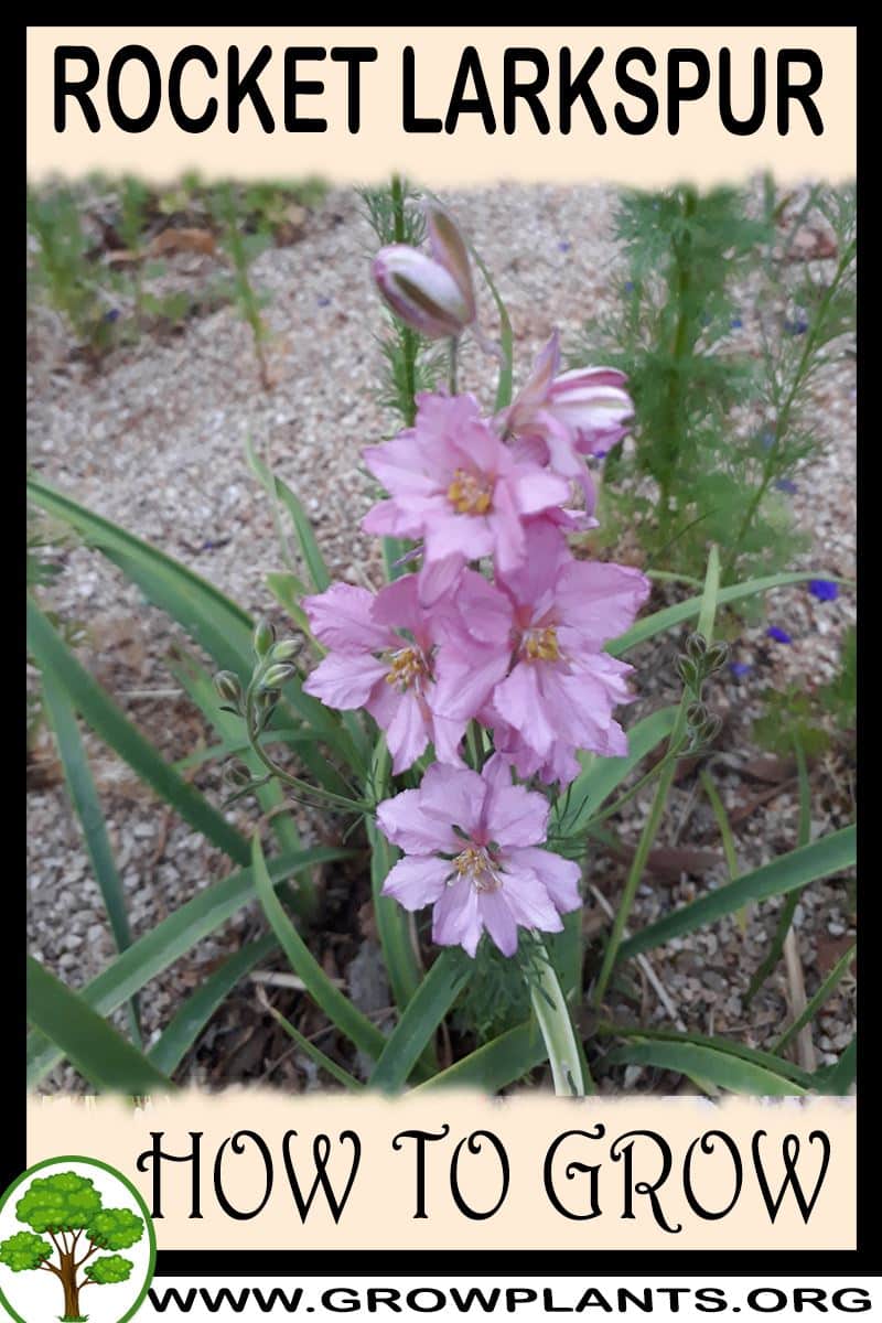 How to grow Rocket larkspur