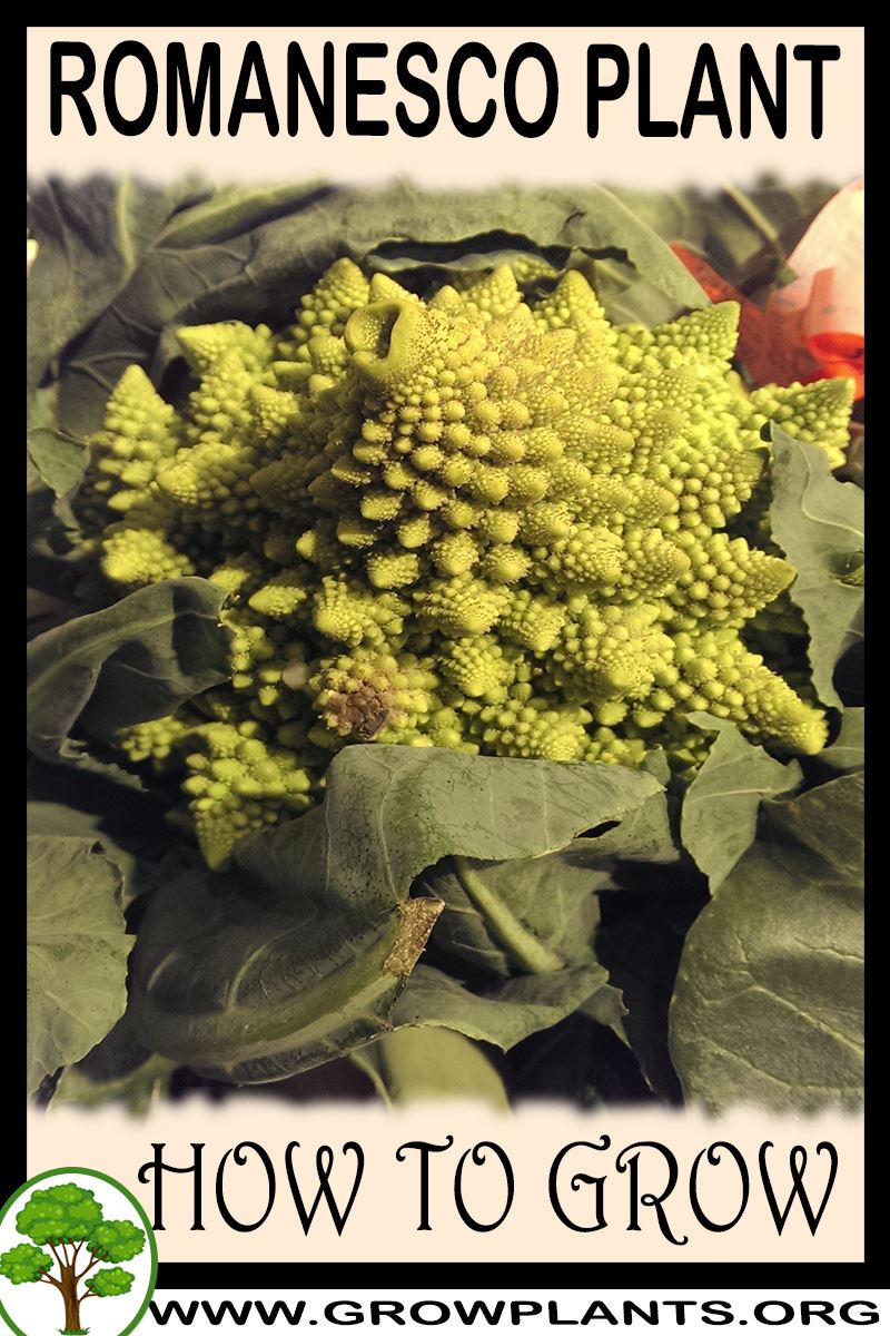How to grow Romanesco