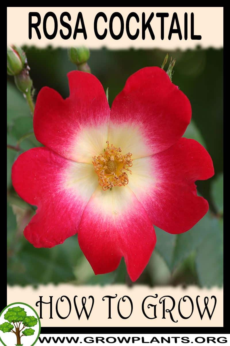 How to grow Rosa cocktail