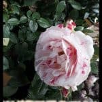 Rosa gallica