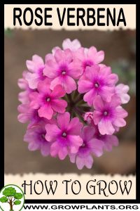 How to grow Rose Verbena