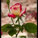 Rose double delight