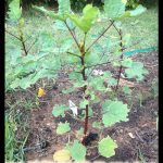 Roselle plant