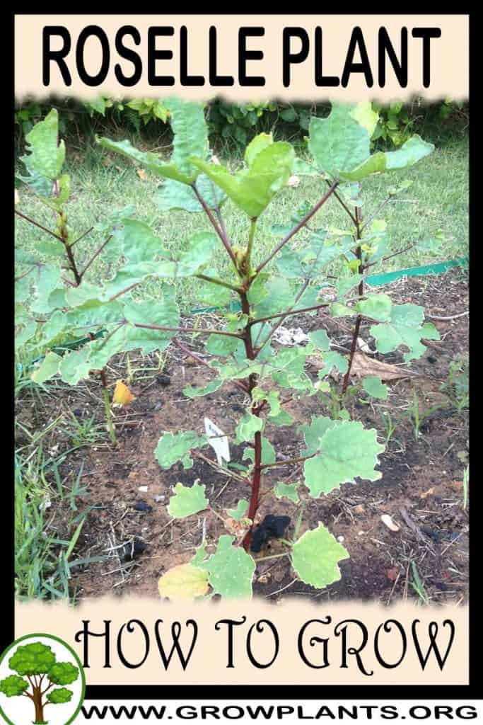 Roselle plant