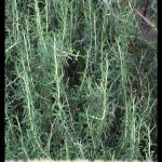 Rosemary plant