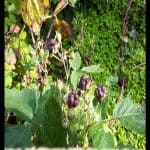 Rubus caesius