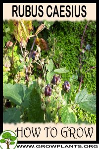 How to grow Rubus caesius
