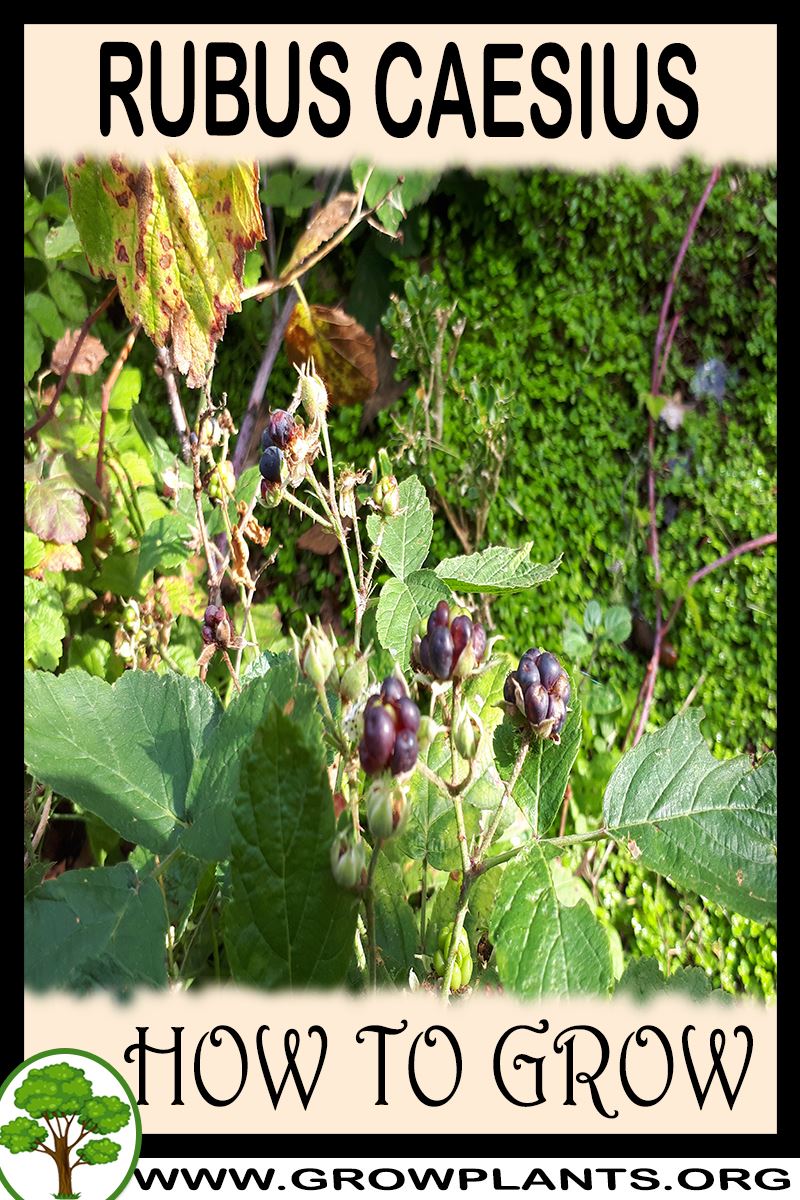 How to grow Rubus caesius