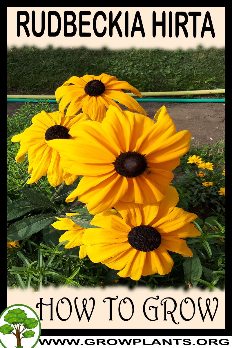 How to grow Rudbeckia hirta