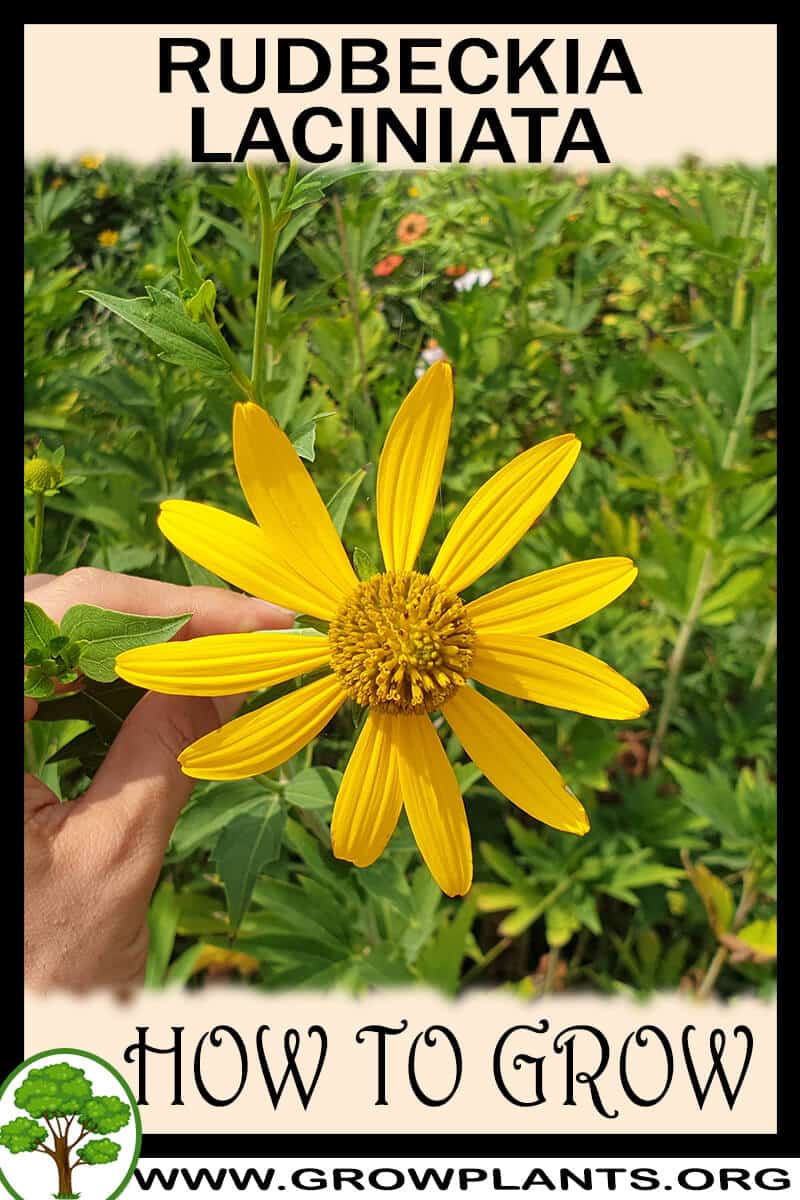 How to grow Rudbeckia laciniata