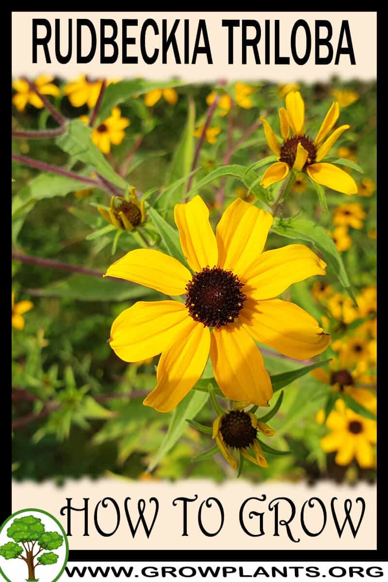 How to grow Rudbeckia triloba