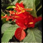 Ruellia
