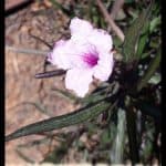 Ruellia brittoniana