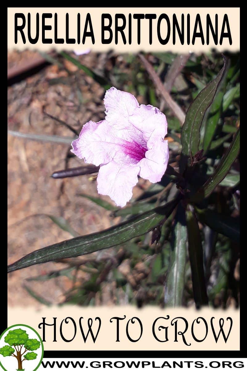 How to grow Ruellia brittoniana