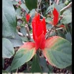 Ruellia colorata