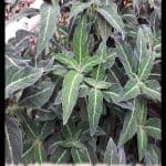 Ruellia devosiana
