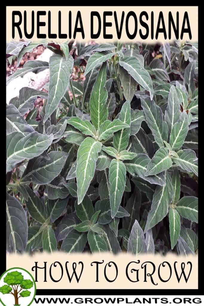 Ruellia devosiana