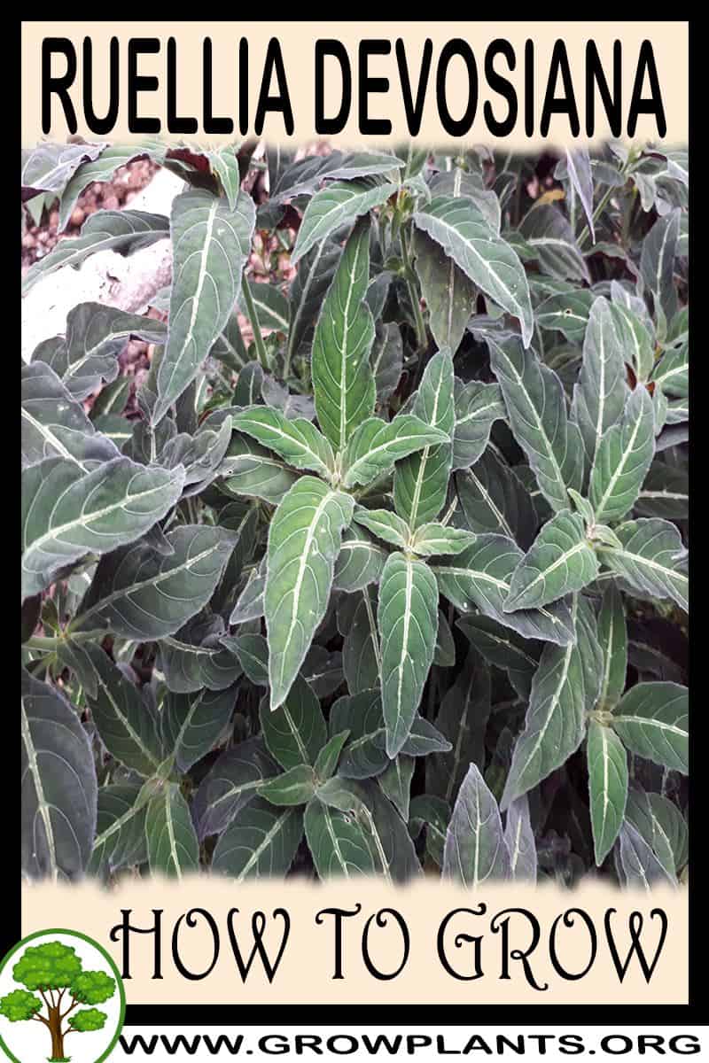 How to grow Ruellia devosiana