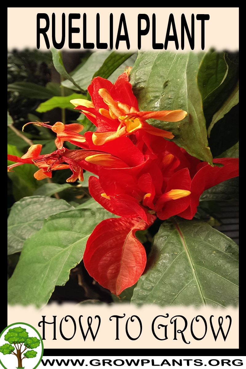 How to grow Ruellia