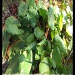 Rumex alpinus