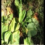 Rumex crispus