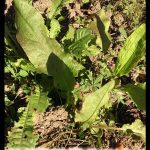 Rumex patientia