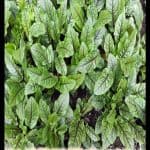 Rumex sanguineus