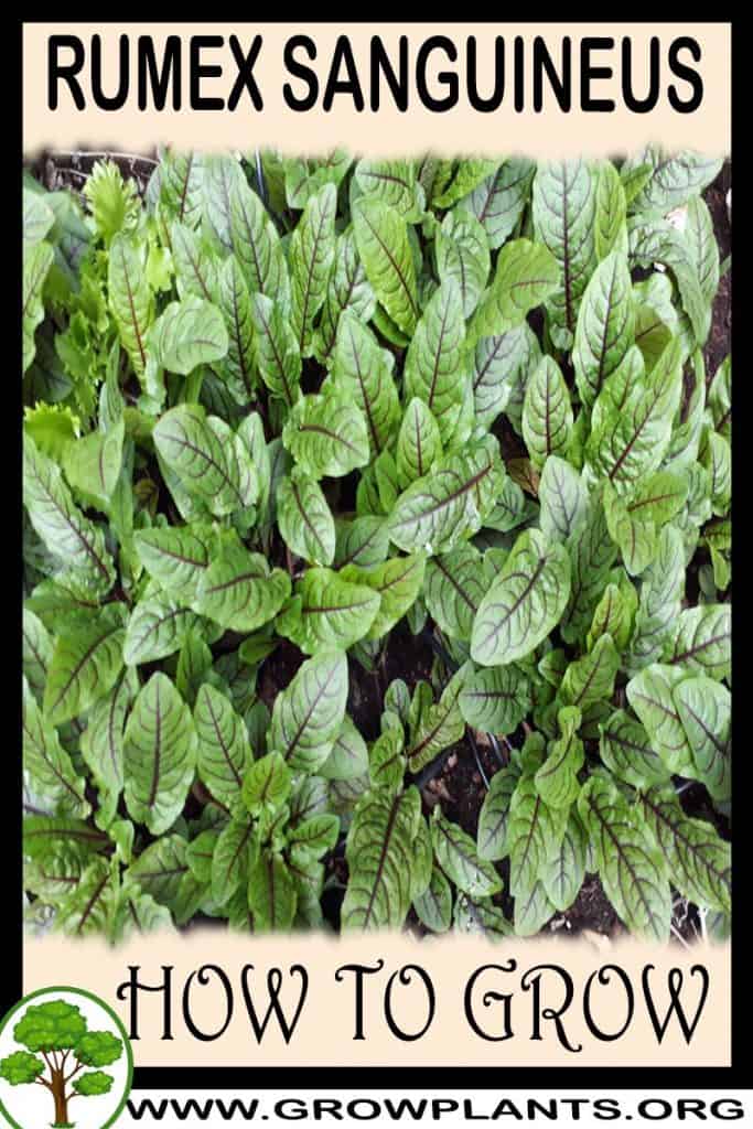 Rumex sanguineus