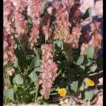 Rumex vesicarius