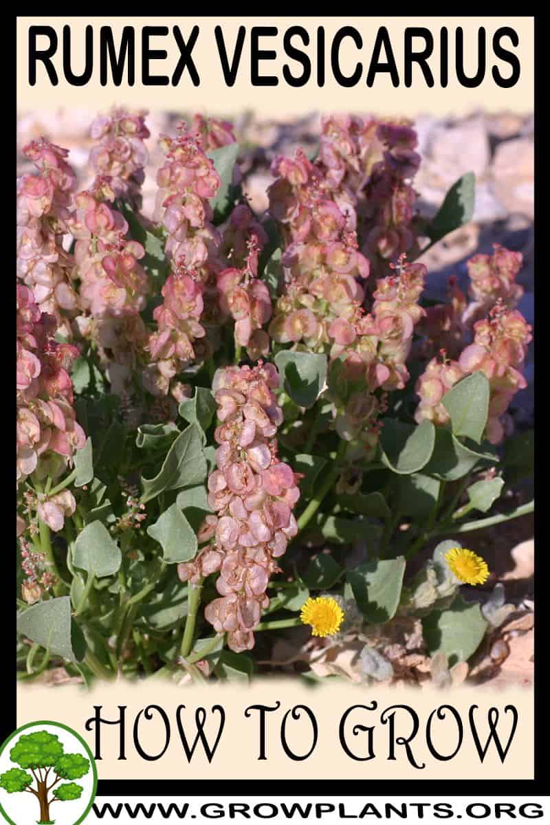 How to grow Rumex vesicarius