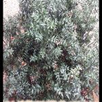 Ruscus aculeatus