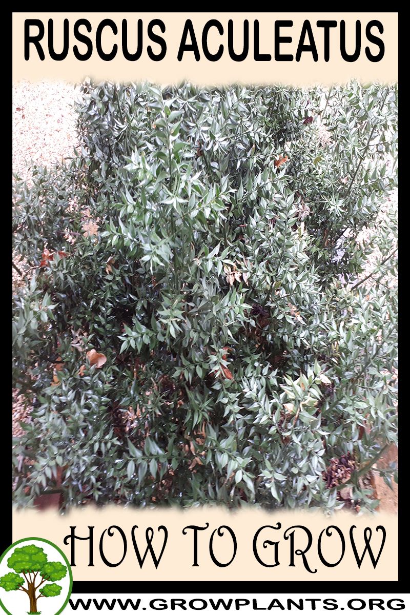 How to grow Ruscus aculeatus