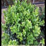 Ruscus plant
