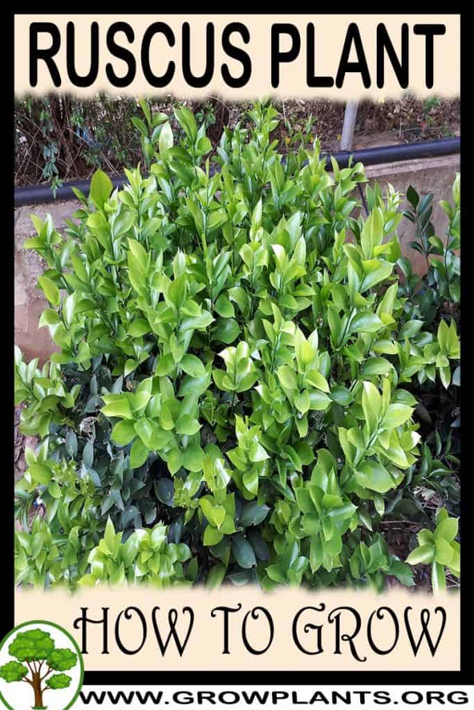 Ruscus plant