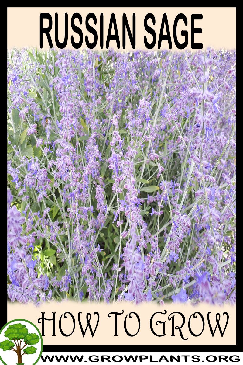 How to grow Russian sage