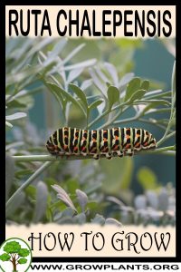 How to grow Ruta chalepensis