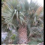 Sabal palmetto